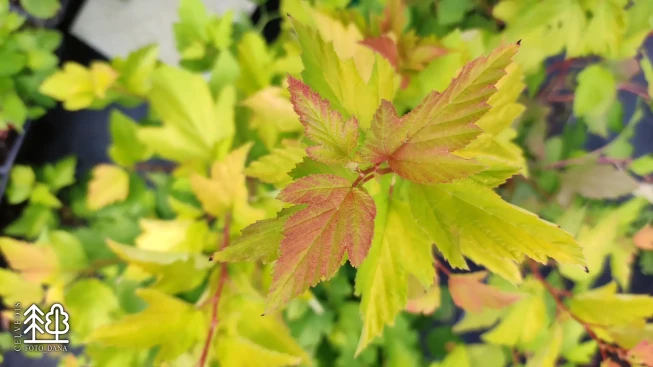 Physocarpus opulifolius   'Tiny Wine Gold'